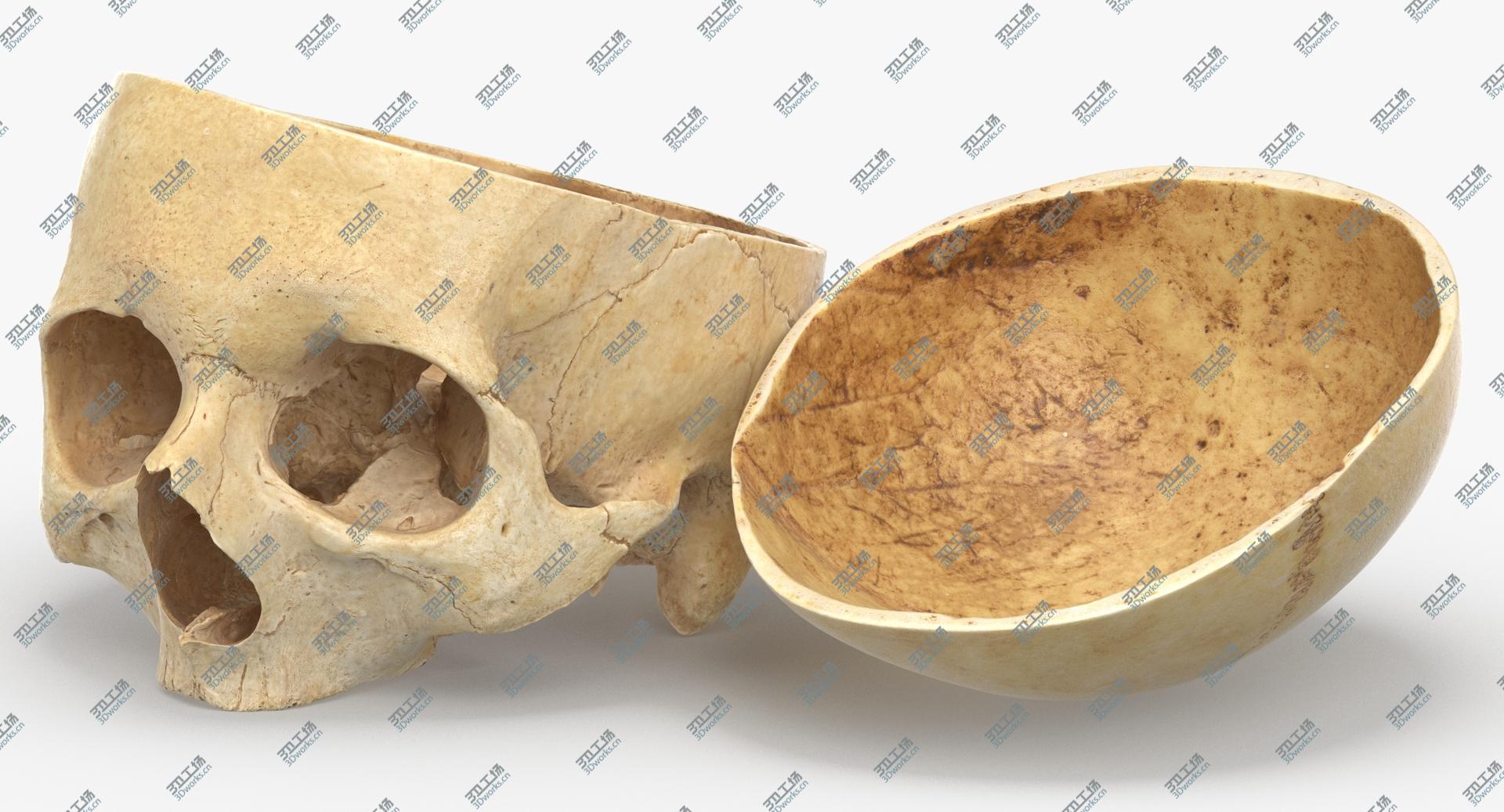 images/goods_img/202104091/3D Real Human Skull Cranial 02 Cut With Piece Pose 03/5.jpg